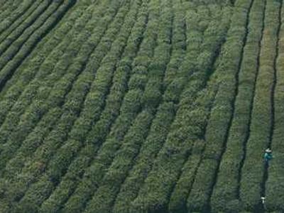 Drone Technology Revolutionizes Quantum Agriculture